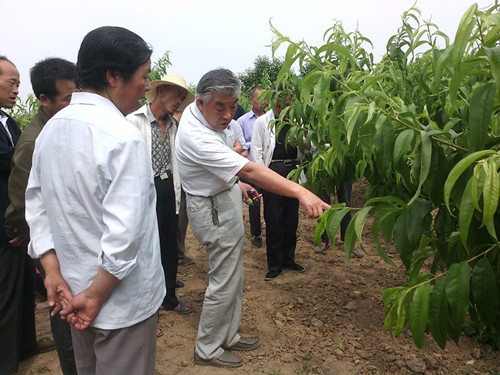 益民公司專家大院專家高級(jí)農(nóng)藝師伍孝賢為農(nóng)民現(xiàn)場(chǎng)指導(dǎo)桃樹(shù)的管理技術(shù)
